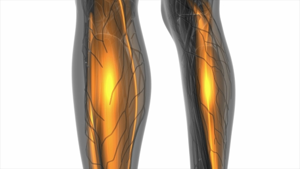 Human Muscle Anatomy alt