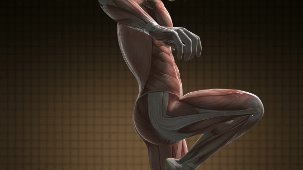 Human Muscle Anatomy alt