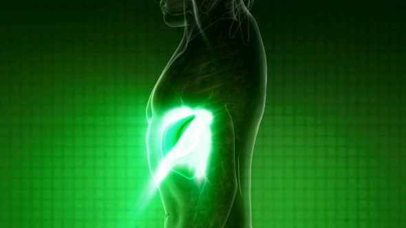 Anatomy Scan of Human Liver alt