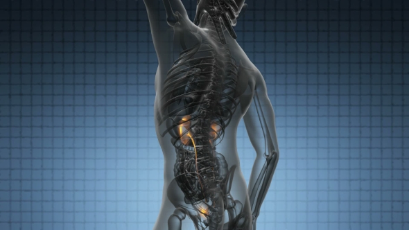 Anatomy Scan of Human Kidneys alt