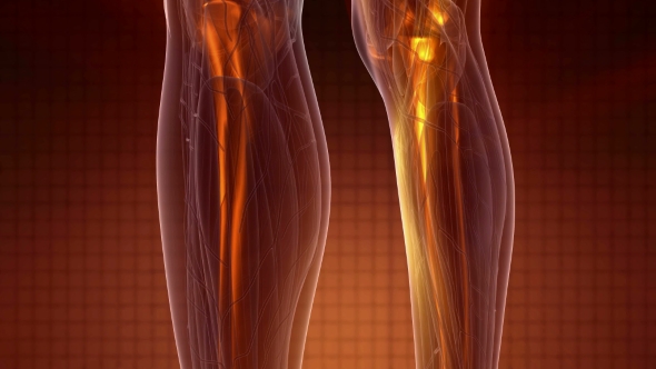 Human Body with Visible Skeletal Bones alt