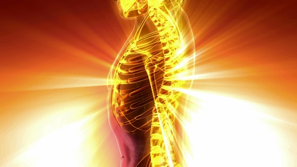 Human Body with Visible Skeletal Bones alt