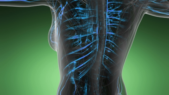Human Body with Glow Blood Vessels alt