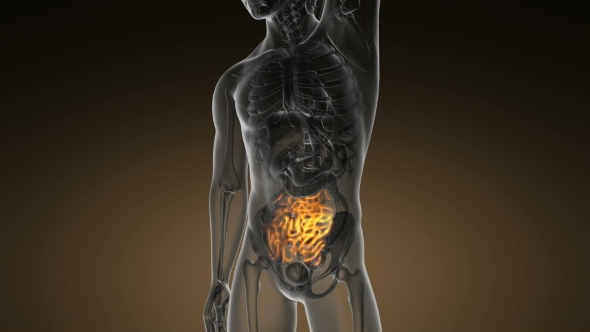 Anatomy Scan of Human Small Intestine alt