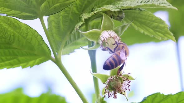 Green Young Raspberry Leaves in the Garden with a Bee