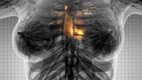 Anatomy Scan of Human Heart alt