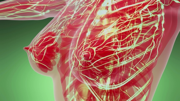 Human Body with Glow Blood Vessels alt