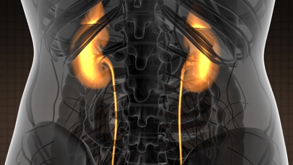 Anatomy Scan of Human Kidneys alt