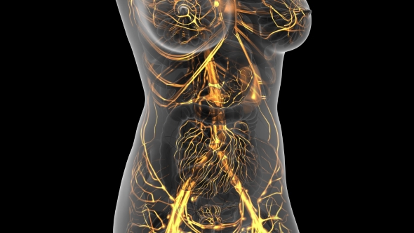 Human Body with Glow Blood Vessels alt