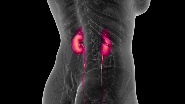 Anatomy Scan of Human Kidneys alt