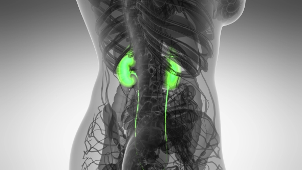 Anatomy Scan of Human Kidneys