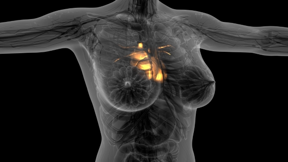 Anatomy Scan of Human Heart alt