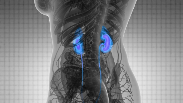 Anatomy Scan of Human Kidneys