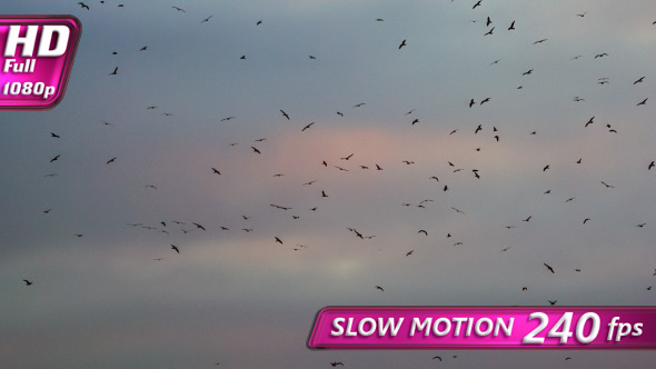 Great Flock Of Black Birds alt