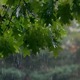 Rain in a Forest