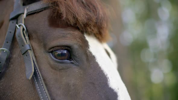 Closeup View of Beautiful Brown Horse with Dark Eyes