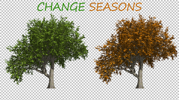 Tree Seasons alt