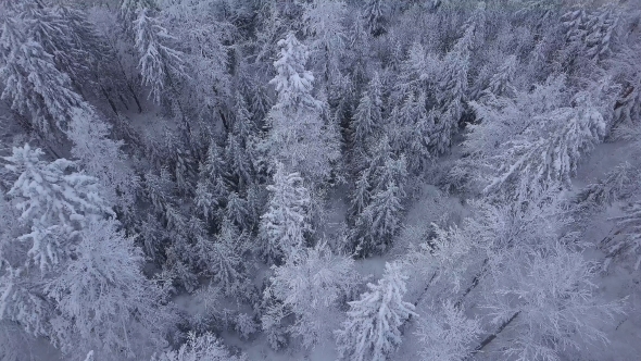 Tops of Trees in Snow
