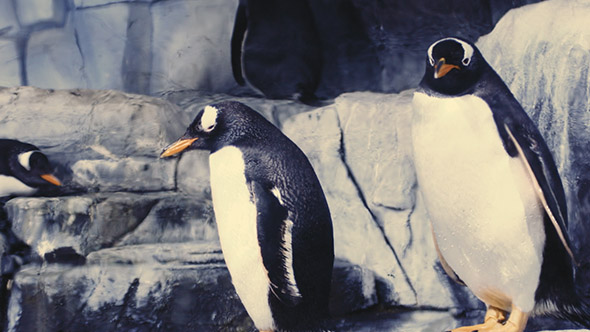 Penguins  Aquarium