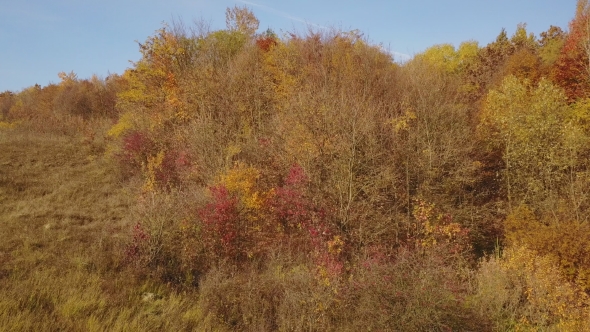 Pond in the Autumn Forest