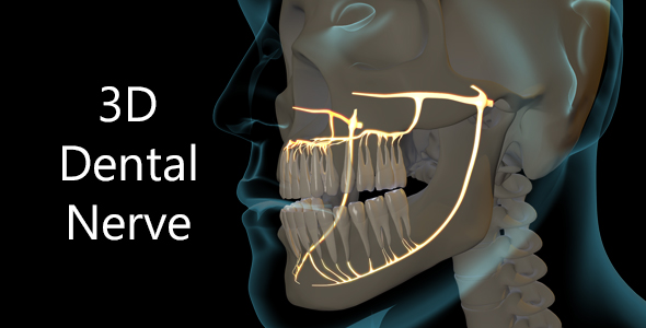 3D Dental Nerve