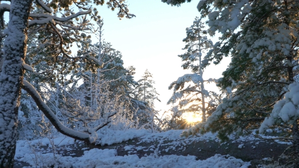 Forest in Snow in Finland