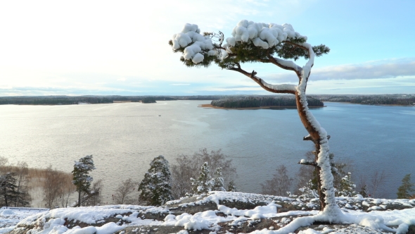  Lonely Pine Covered Snow on a Rock Over the Baltic Sea