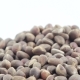 Pine Nuts in Bulks - VideoHive Item for Sale