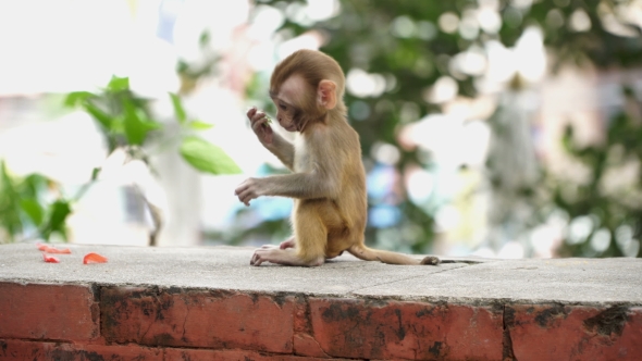 Monkey Cub on a Brick Wall.