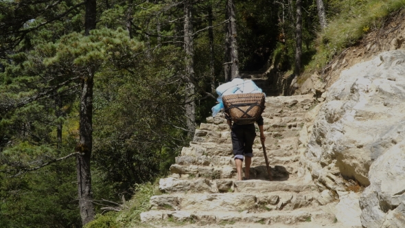 Porter Is Carrying a Cargo in the Himalayas