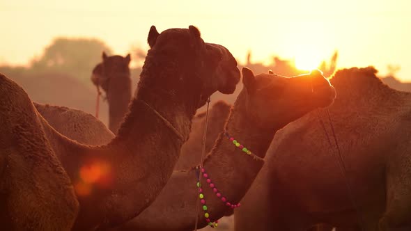 Camels in Slow Motion at the Pushkar Fair Also Called the Pushkar Camel Fair