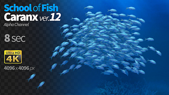 School of Fish Caranx-12