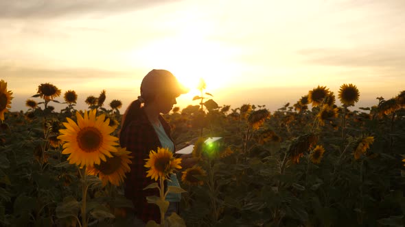 Female Agronomist Is Studying Flowering of Sunflower