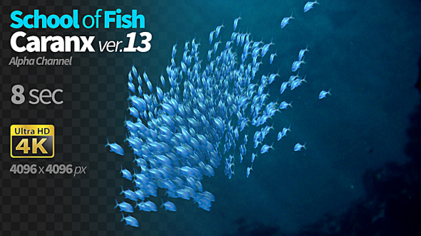 School of Fish Caranx-13 alt