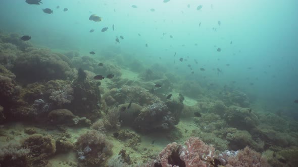 Coral Reef and Tropical Fish. Philippines, Mindoro