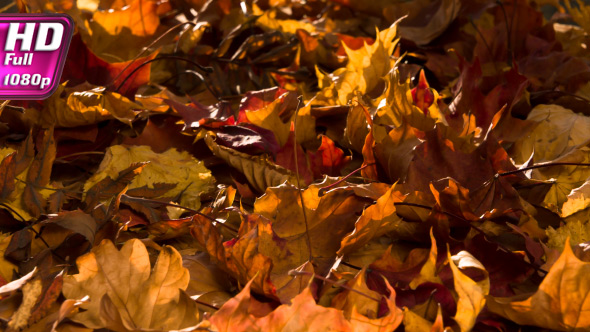 Autumn Leaves Background alt