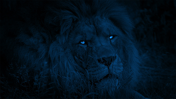Lion Turns Around With Bright Eyes At Night