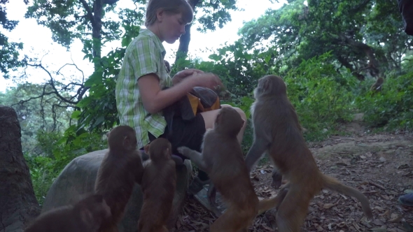 The Girl Feeds Wild Monkeys