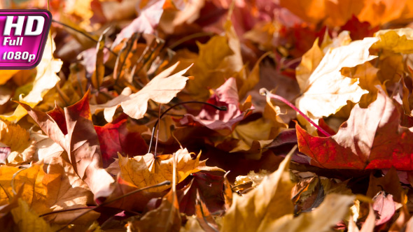 Bright Autumn Foliage alt