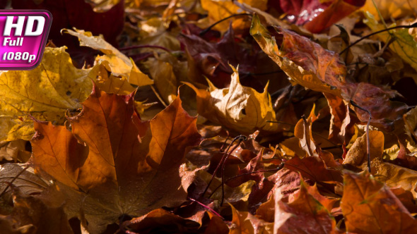 Autumn Sun After Rain