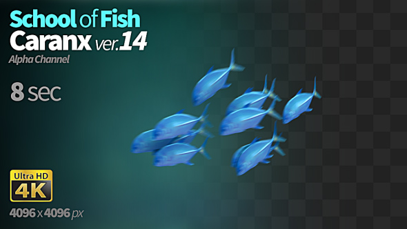 School of Fish Caranx-14 alt
