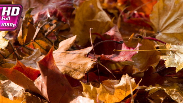 Thick Cover Of The Autumn Leaf alt