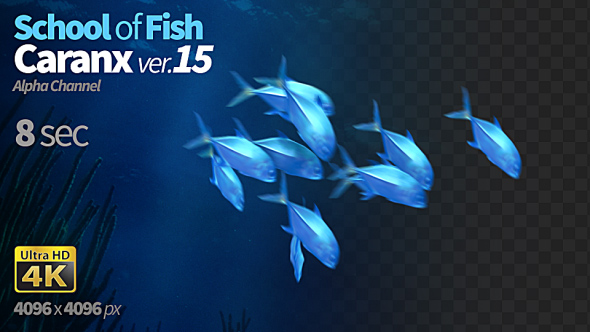 School of Fish Caranx-15 alt