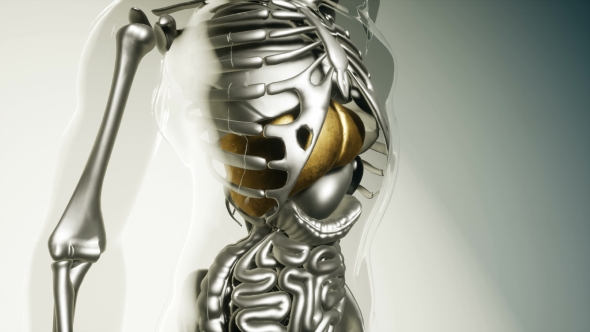 Human Liver Model with All Organs and Bones alt