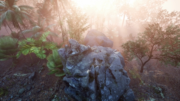 Sunset Beams Through Palm Trees alt
