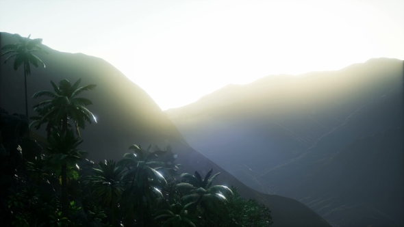 Sunset Beams Through Palm Trees alt