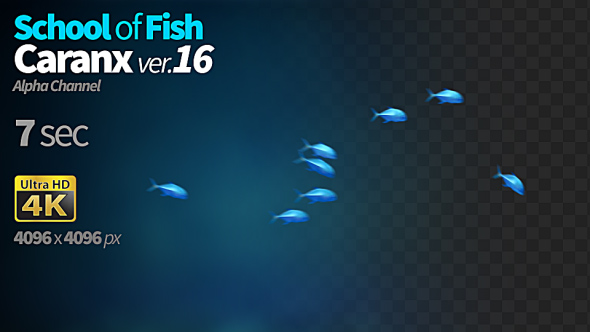 School of Fish Caranx-16
