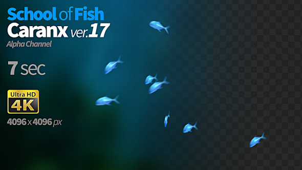 School of Fish Caranx-17