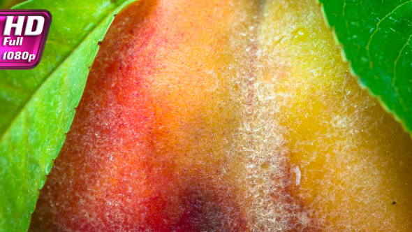 Fluffy Surface Of Ripe Peach