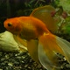 Goldfish Swim In The Aquarium Close Up. - VideoHive Item for Sale